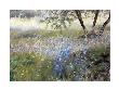 Field With Blue Flowers by Helen Vaughn Limited Edition Pricing Art Print
