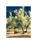 Olive Trees In Italy by Helen Vaughn Limited Edition Print