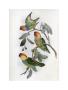 Southern Ring Perroquet by John Gould Limited Edition Print