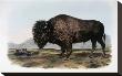 American Bison Or Buffalo by John James Audubon Limited Edition Pricing Art Print