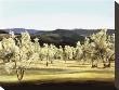 Olive Grove At The Villa by Helen Vaughn Limited Edition Print