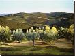 Olive Grove In Italy by Helen Vaughn Limited Edition Pricing Art Print