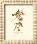 Wandering Rice Bird by John James Audubon Limited Edition Print