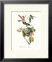 Vireo by John James Audubon Limited Edition Pricing Art Print