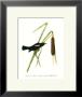 Blackbird by John James Audubon Limited Edition Print