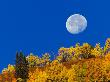 Moon Setting At Sunrise, Gunnison National Forest, Colorado, Usa by Adam Jones Limited Edition Print