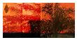Sago 4 by Miguel Paredes Limited Edition Print