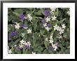 Violets And Spring Beauties, Daniel Boone National Forest, Kentucky, Usa by Adam Jones Limited Edition Print