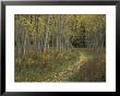 Pathway Thru Autumn Aspen Trees, San Isabel National Forest, Colorado, Usa by Adam Jones Limited Edition Pricing Art Print