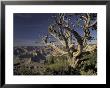 Grand Canyon From South Rim, Grand Canyon National Park, Arizona, Usa by Adam Jones Limited Edition Print