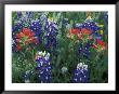 Bluebonnets And Paintbrush In Bloom, Hill Country, Texas, Usa by Adam Jones Limited Edition Print