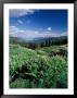 Grooved Milkvetch And Mt. Crested Butte, Gunnison National Forest, Colorado, Usa by Adam Jones Limited Edition Print