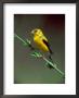 Male American Goldfinch In Summer Plumage by Adam Jones Limited Edition Pricing Art Print