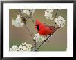 Male Northern Cardinal Among Pear Tree Blossoms, Kentucky by Adam Jones Limited Edition Print