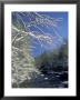 Snow-Covered Branches On Little River, Great Smoky Mountains National Park, Tennessee, Usa by Adam Jones Limited Edition Print
