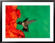 Male Ruby-Throated Hummingbird Feeding On Gladiolus Flowers by Adam Jones Limited Edition Pricing Art Print