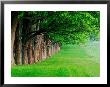 Stately Row Of Trees, Louisville, Kentucky, Usa by Adam Jones Limited Edition Pricing Art Print