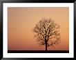 Tree On Ridge At Sunset, Lexington, Kentucky, Usa by Adam Jones Limited Edition Print