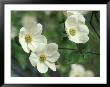 Pacific Dogwood Along Merced River, Yosemite National Park, California, Usa by Adam Jones Limited Edition Print