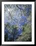 White Flowering Dogwood Trees In Bloom, Kentucky, Usa by Adam Jones Limited Edition Print