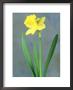 Daffodil Sequence by Adam Jones Limited Edition Pricing Art Print