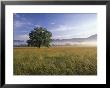 Large Bur Oak Tree At Dawn, Cades Cove, Great Smoky Mountains National Park, Tennessee, Usa by Adam Jones Limited Edition Print