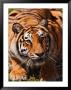 Bengal Tiger by Adam Jones Limited Edition Print
