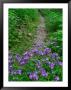 Footpath And Purple Phacelia Flowers, Shaker Landing, Kentucky, Usa by Adam Jones Limited Edition Print