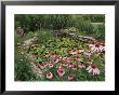 Coneflowers Around Water Garden, Louisville, Kentucky, Usa by Adam Jones Limited Edition Print