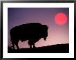 Bison Silhouetted At Sunrise, Yellowstone National Park, Wyoming, Usa by Adam Jones Limited Edition Print