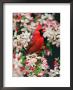 Male Northern Cardinal Among Crabapple Blossoms by Adam Jones Limited Edition Print