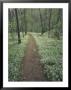 Footpath Through Blue-Eyed Mary Flowers, Raven Run Nature Sanctuary, Kentucky, Usa by Adam Jones Limited Edition Print