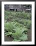 Tobacco Growing In Garden At Fort Boonesborough State Park, Richmond, Kentucky, Usa by Adam Jones Limited Edition Print