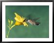 Female Ruby-Throated Hummingbird Feeding In Flight by Adam Jones Limited Edition Pricing Art Print