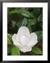 Saucer Magnolia, Louisville, Kentucky, Usa by Adam Jones Limited Edition Pricing Art Print