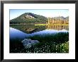 Daisies Along Vermillion Lakes, Alberta, Canada by Adam Jones Limited Edition Print