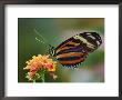 Tiger Butterfly by Adam Jones Limited Edition Pricing Art Print