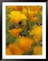 Californina Poppies, Usa by Adam Jones Limited Edition Pricing Art Print