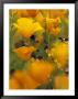 Californina Poppies, Usa by Adam Jones Limited Edition Print