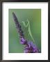 Praying Mantis On Purple Loosestrife by Adam Jones Limited Edition Print
