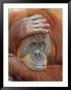 Female Sumatran Orangutan by Adam Jones Limited Edition Print