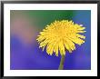 Common Dandelion, Taraxacum Officinale Flower, Great Smoky Mtns. National Park, Tn by Adam Jones Limited Edition Print