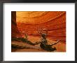 Snag Among Slickrock Formation, Coyote Buttes Area Of Paria Canyon by Adam Jones Limited Edition Print