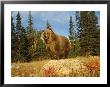 Grizzly Bear On Rock In Grassy Field, Mt by Guy Crittenden Limited Edition Pricing Art Print