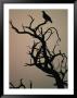 Silhouette Of Eagle In Tree, Savuti, Botswana by Dennis Jones Limited Edition Pricing Art Print