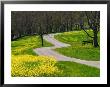 Roadway Through Mustard Flowers, Shaker Village Of Pleasant Hill, Kentucky, Usa by Adam Jones Limited Edition Print