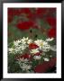 White Daisies And Red Poppies, Near Crosby, Tennessee, Usa by Adam Jones Limited Edition Print