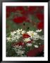 White Daisies And Red Poppies, Near Crosby, Tennessee, Usa by Adam Jones Limited Edition Print