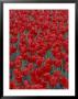Bed Of Red Tulips, Cincinatti, Ohio, Usa by Adam Jones Limited Edition Print