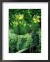 Wagon And Daylily Flowers, Los Angeles, Ca by Adam Jones Limited Edition Print